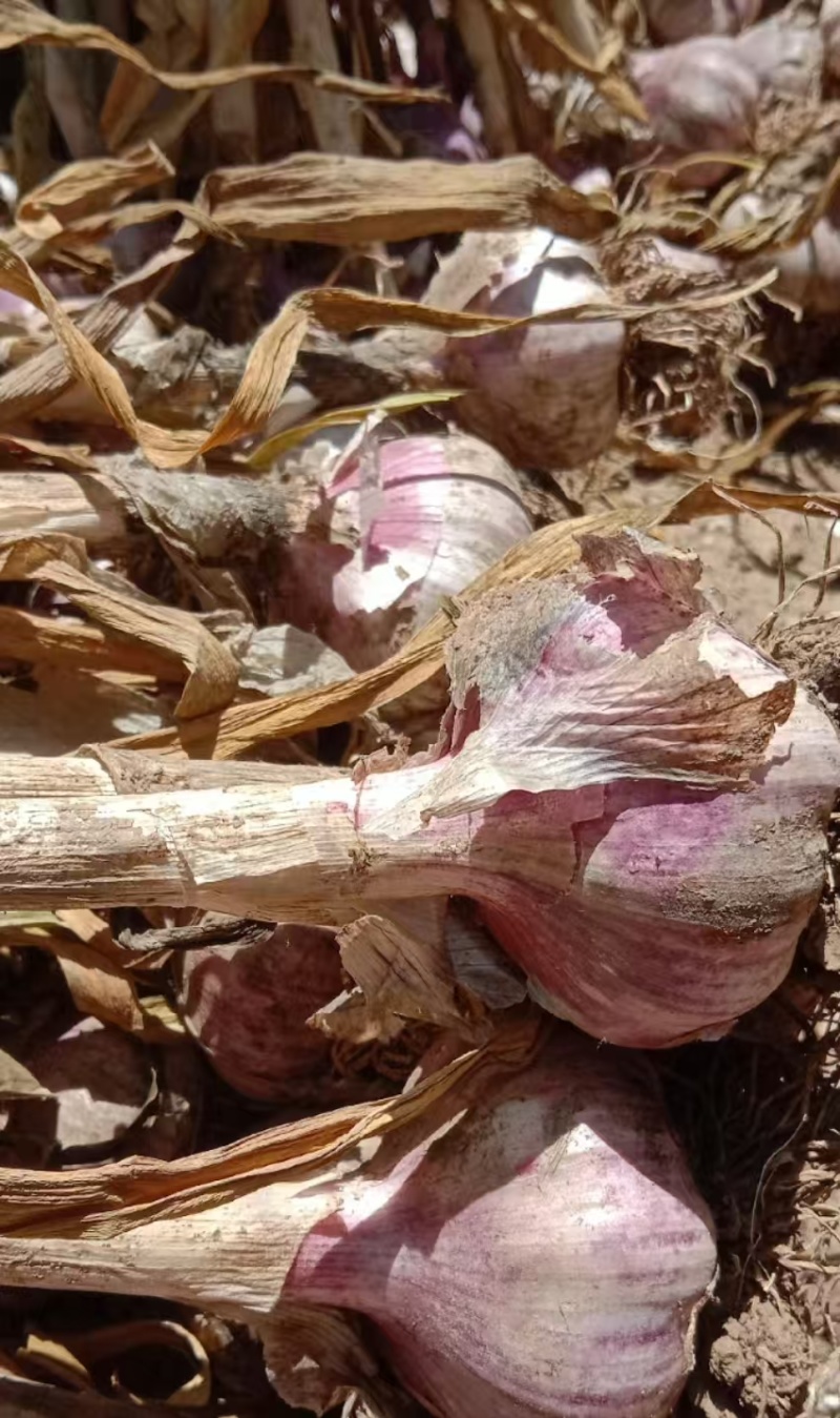 精品紫皮蒜，鲜蒜质量保证一手货源，发货装车一条龙服务