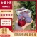 精品河南早富贵李子货源充足量大从优诚信经营致电联系