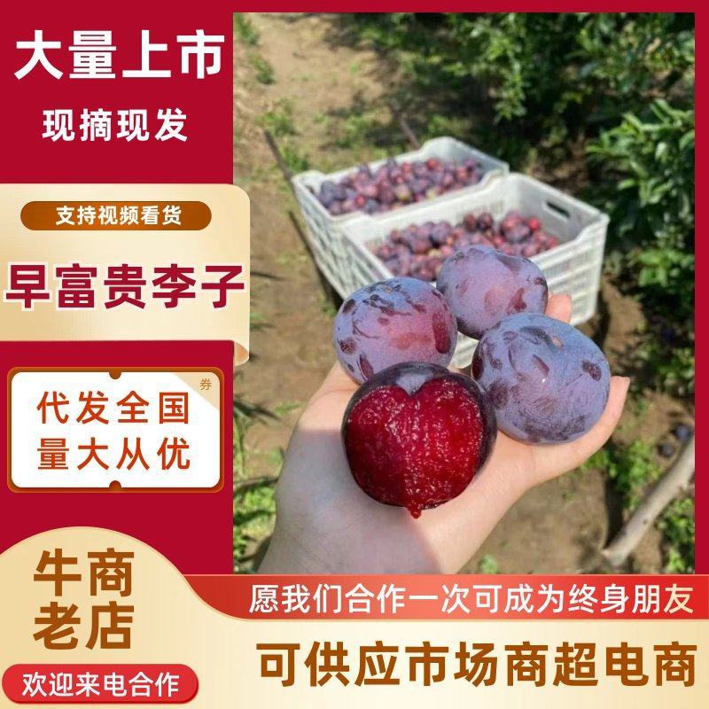 精品河南早富贵李子货源充足量大从优诚信经营致电联系