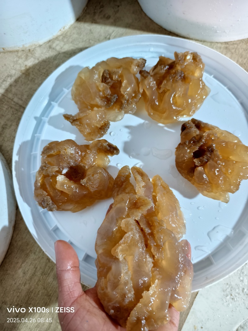 印尼头，个头大，口感好，出菜率高，价格亲民