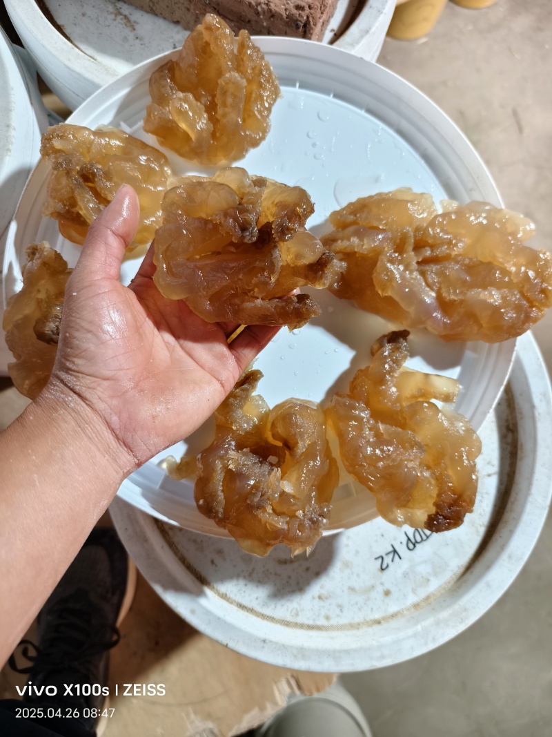 印尼头，个头大，口感好，出菜率高，价格亲民