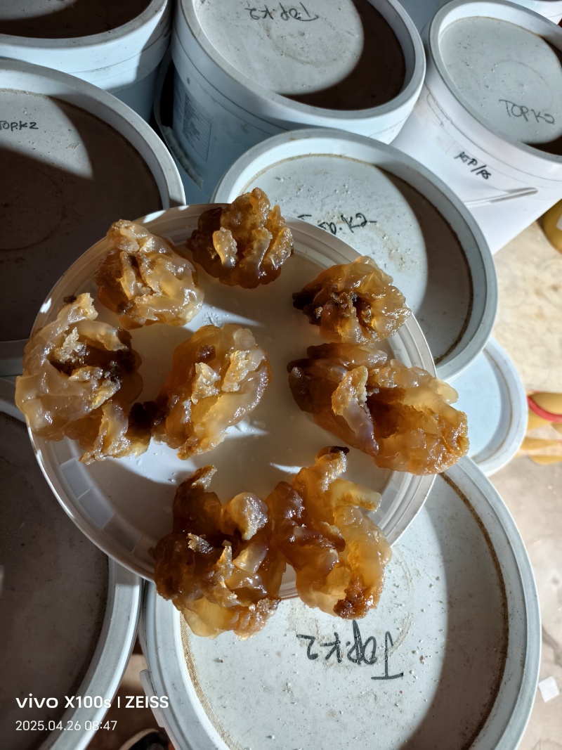 印尼头，个头大，口感好，出菜率高，价格亲民
