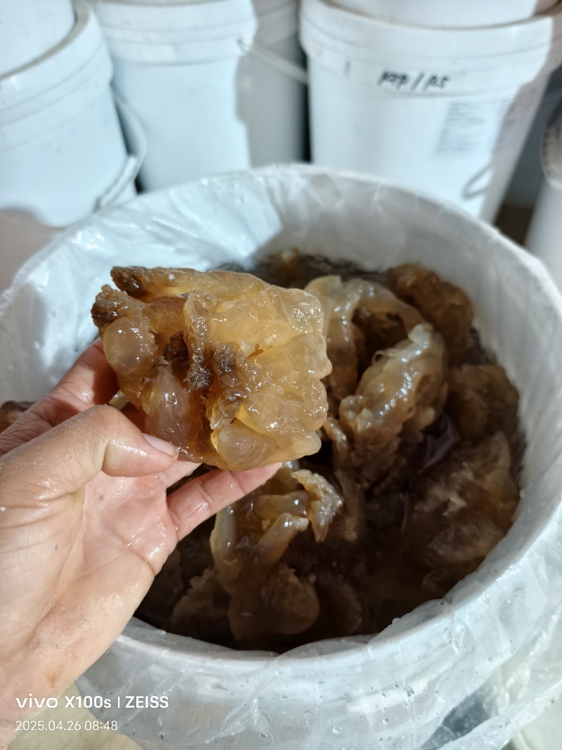 印尼头，个头大，口感好，出菜率高，价格亲民