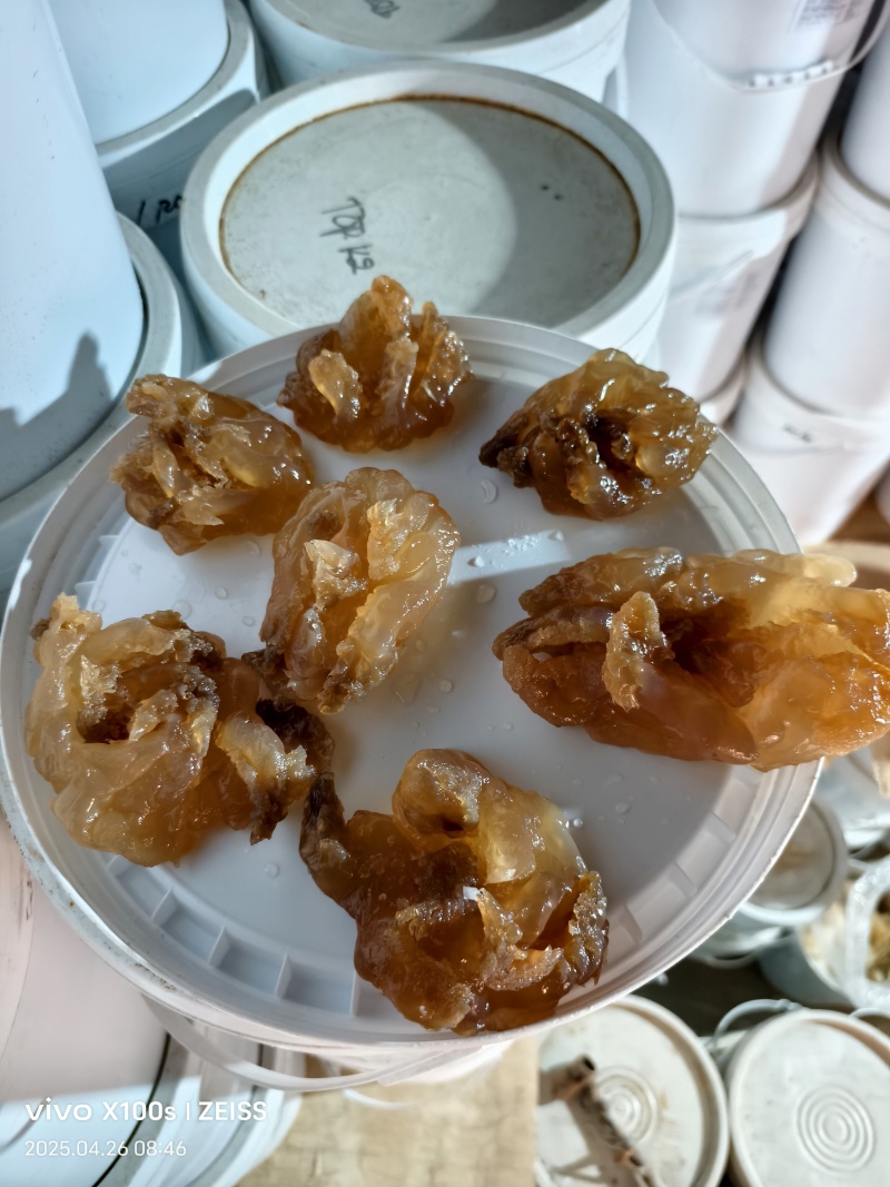 印尼头，个头大，口感好，出菜率高，价格亲民