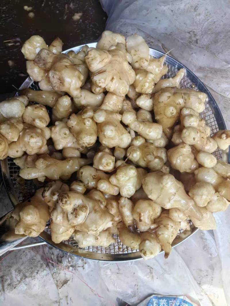 酸豆角半成品土池子酱豆角腌制豆角半成品酱青杭椒青线椒红
