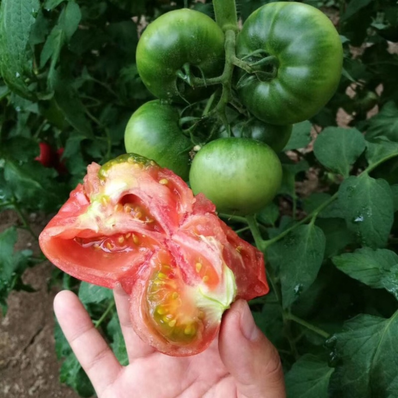 高品质草莓番茄铁皮柿子全国各地均有种植基地常年供应