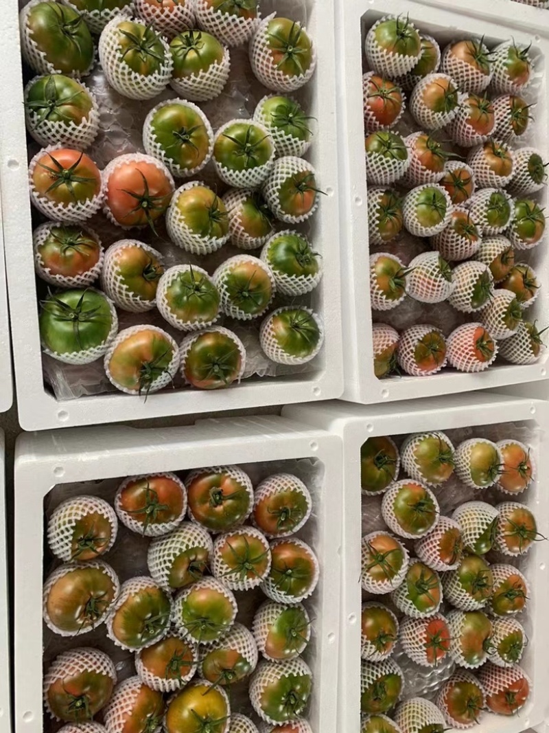 高品质草莓番茄铁皮柿子全国各地均有种植基地常年供应