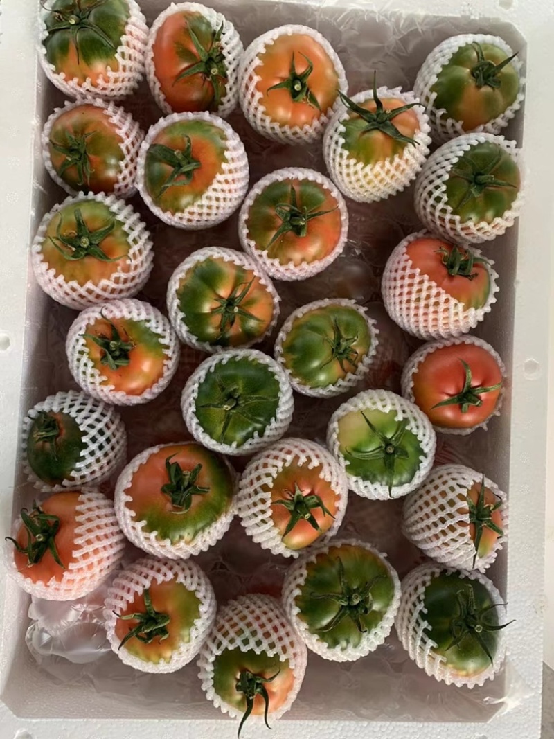 高品质草莓番茄铁皮柿子全国各地均有种植基地常年供应