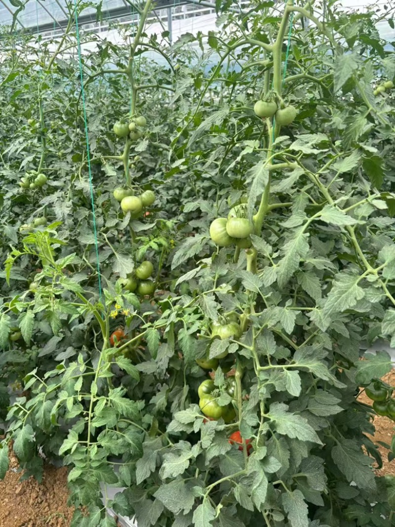 高品质草莓番茄铁皮柿子全国各地均有种植基地常年供应