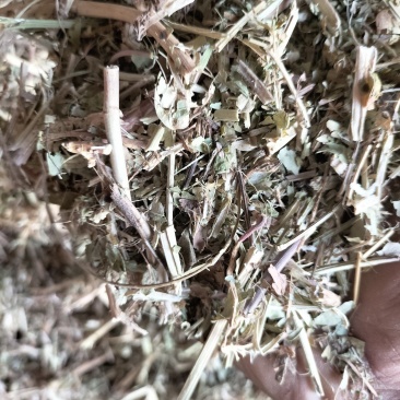 花生秧草