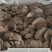 鲜平菇新鲜现货基地直供品质好量大从优整车发货