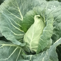 牛心包菜现在着急出货了