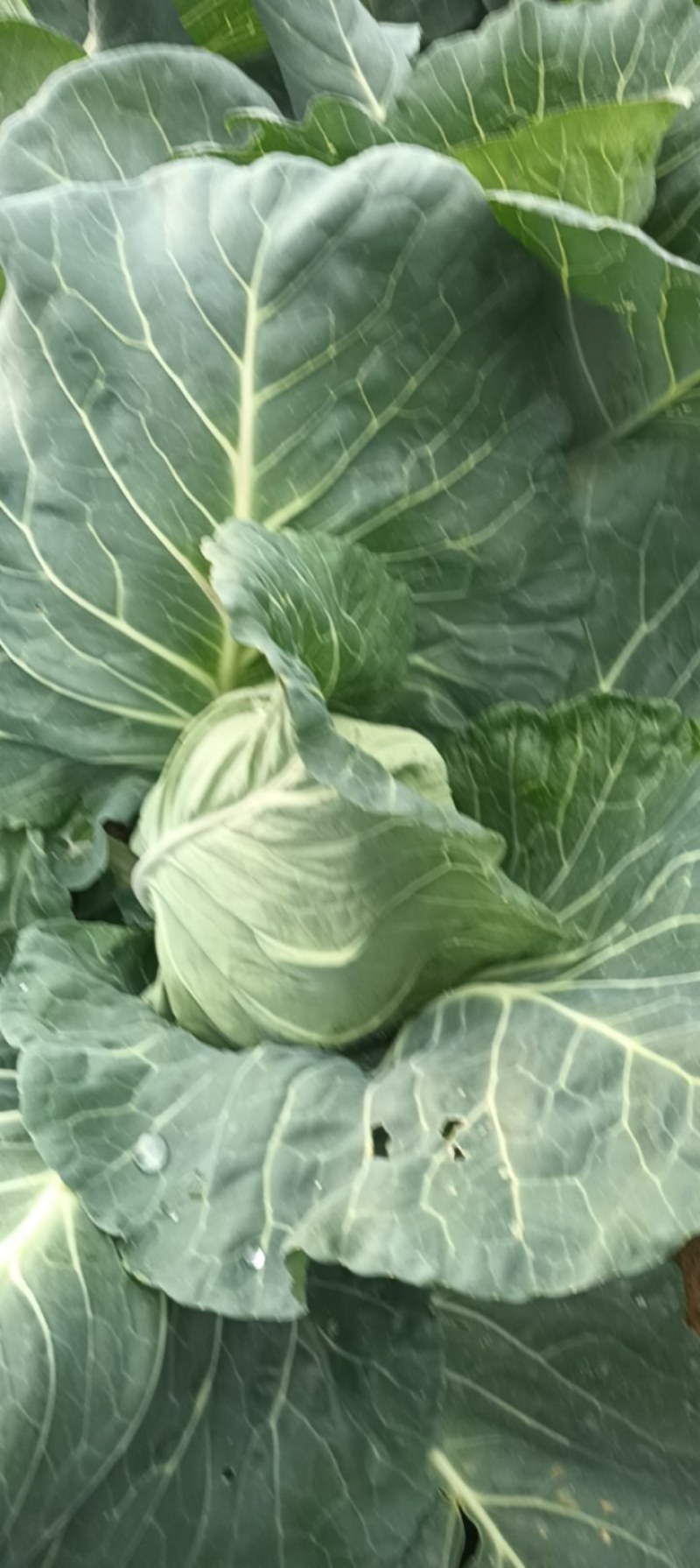 牛心包菜现在着急出货了