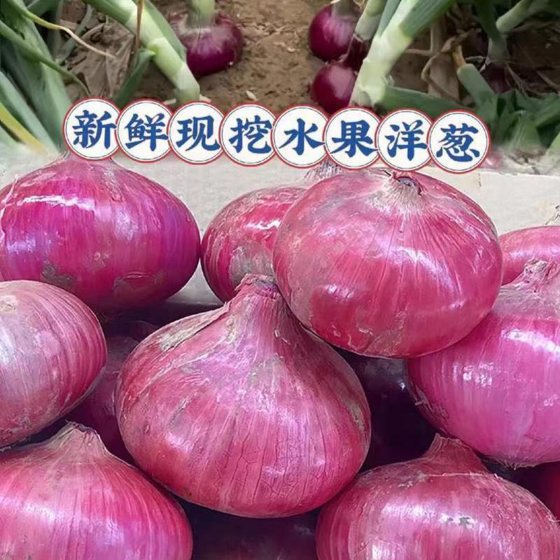江苏精品紫皮洋葱现货上市产地一手货源价格优惠货源充足