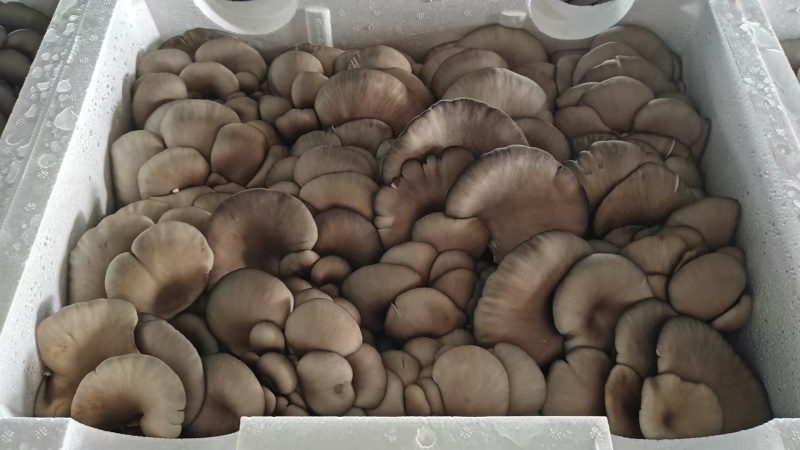 鲜平菇批发，整车发货电话或视频看货谈价