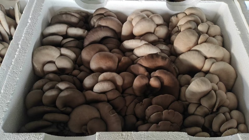 鲜平菇批发，整车发货电话或视频看货谈价