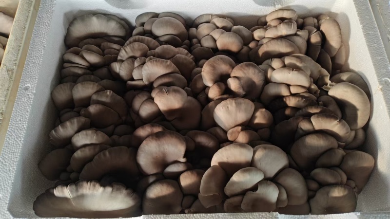 鲜平菇批发，整车发货电话或视频看货谈价