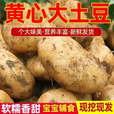 土豆一手货源看货论价产地现发保质保量