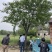 合欢树苗规格齐全基地直发提供发票