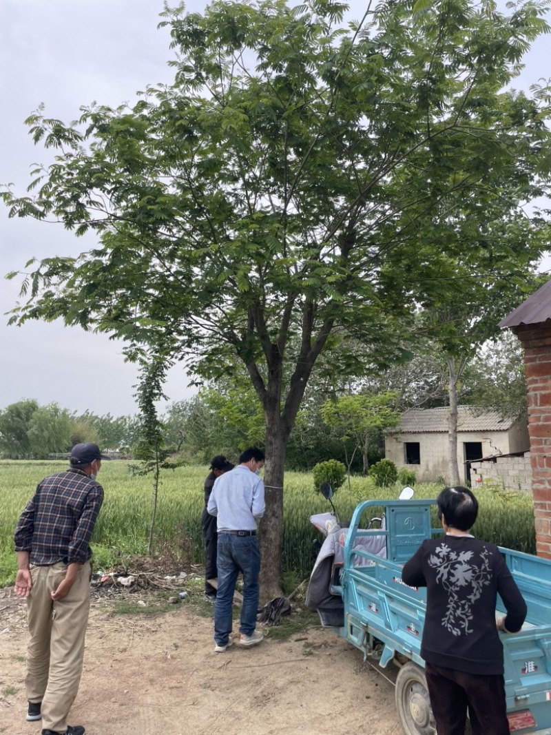 合欢树苗规格齐全基地直发提供发票