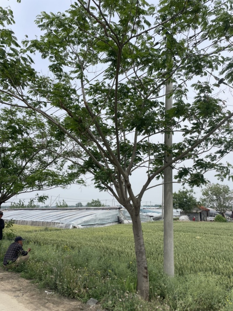 合欢树苗规格齐全基地直发提供发票