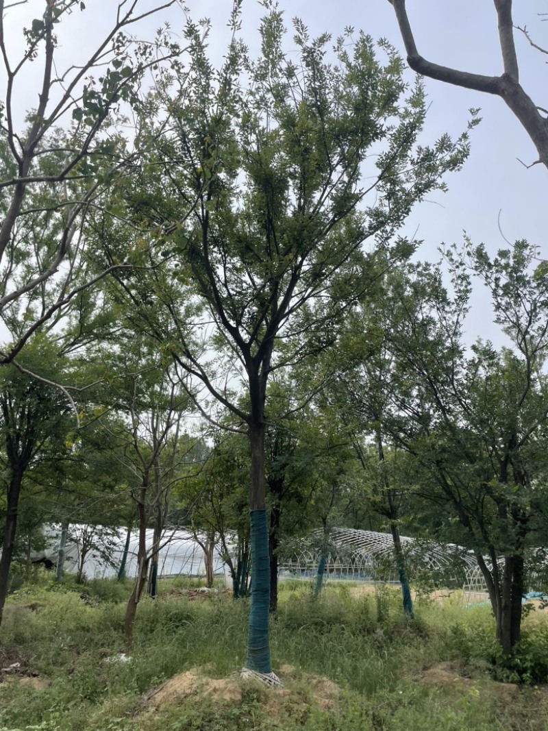 合欢树苗规格齐全基地直发提供发票