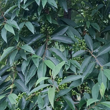 木姜子苗大量上市，实力代收，贴心服务，质量保证