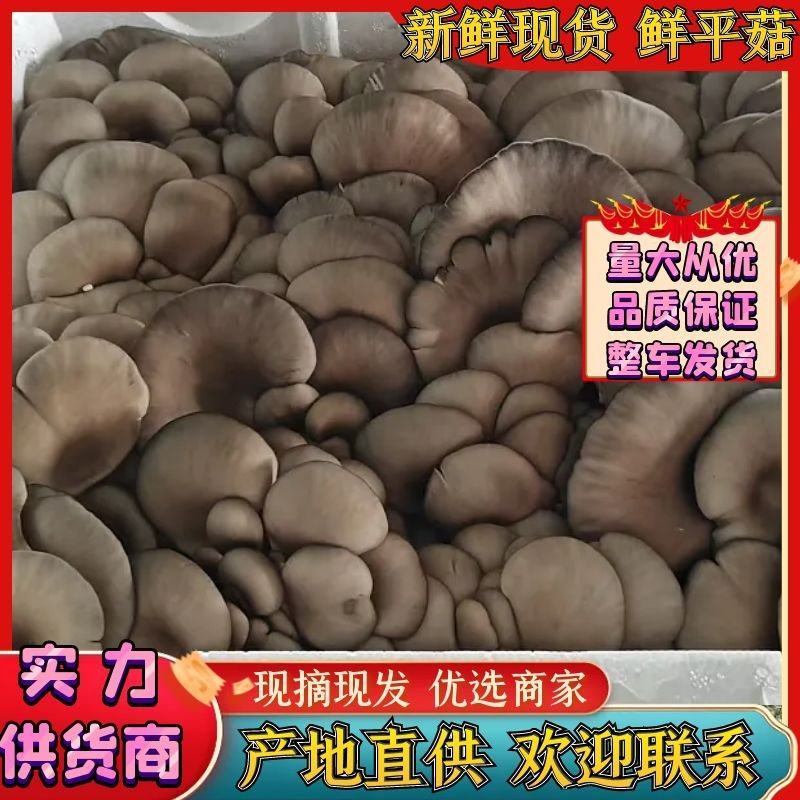 鲜平菇新鲜现货基地直供品质好量大从优整车发货