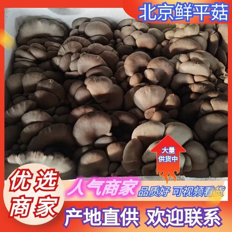 鲜平菇批发，整车发货电话或视频看货谈价