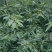 木姜子苗大量上市，实力代收，贴心服务，质量保证