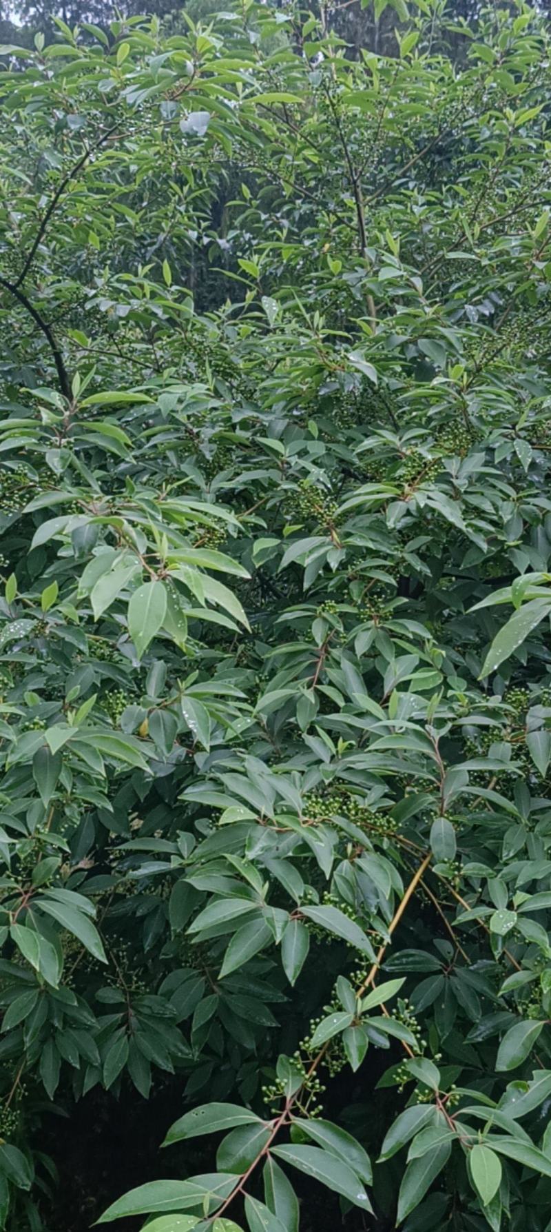 木姜子苗大量上市，实力代收，贴心服务，质量保证