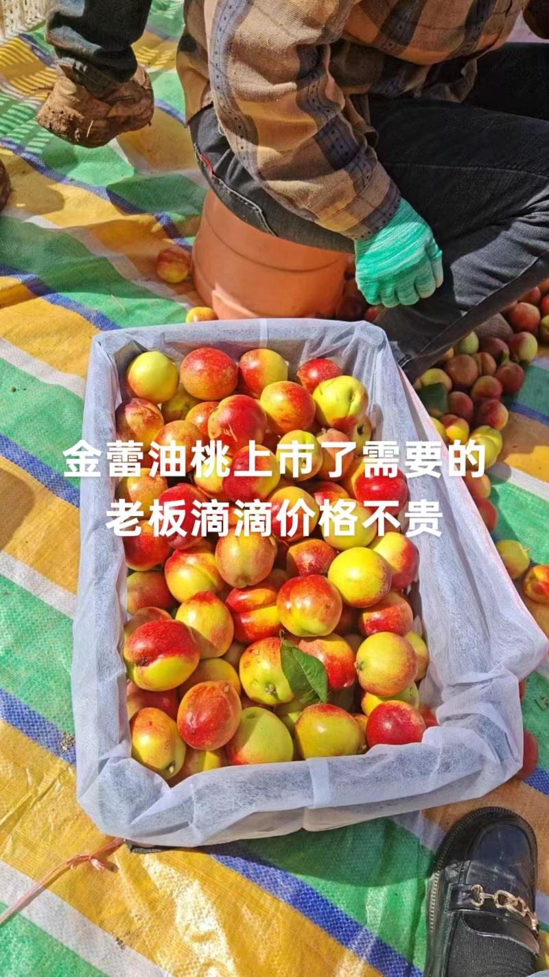 金蕾油桃味道嘎嘎甜