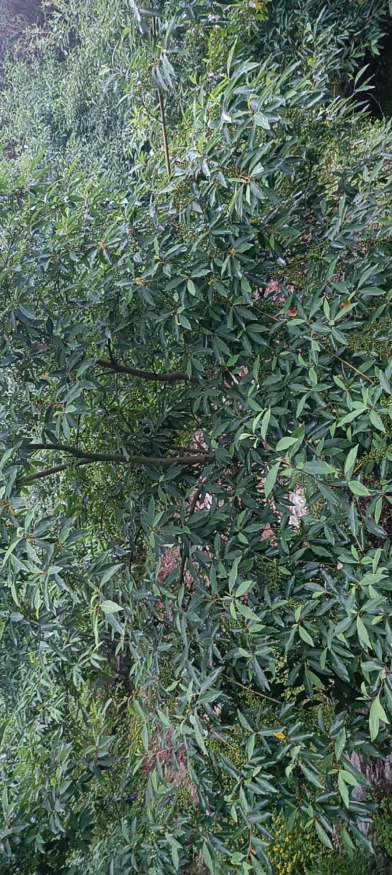 木姜子苗大量上市，实力代收，贴心服务，质量保证
