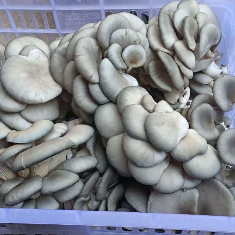 【实力商家】鲜平菇自产自销现摘现发价格实惠量大从优