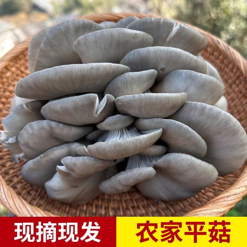 【实力商家】鲜平菇自产自销现摘现发价格实惠量大从优
