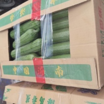 精品丝瓜江苏产区直发保质保量供货价钱实惠
