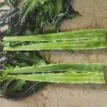 兰州高原夏菜质量好颜色正