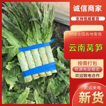 云南高原莴笋,精品出售,诚信经营!欢迎各位老板联系!