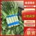 云南高原莴笋,精品出售,诚信经营!欢迎各位老板联系!