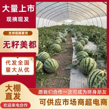 精品麒麟无籽美都，皮薄瓜型好，甜度高，产地直发货源充足