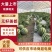精品麒麟无籽美都，皮薄瓜型好，甜度高，产地直发货源充足