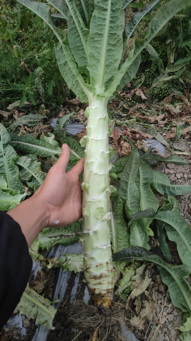 云南高原莴笋，精品出售，诚信经营！欢迎各位老板联系！