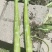 云南高原莴笋,精品出售,诚信经营!欢迎各位老板联系!