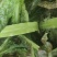 云南高原莴笋,精品出售,诚信经营!欢迎各位老板联系!