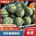 精品无籽大棚美都，产地直发货源充足，保质保量