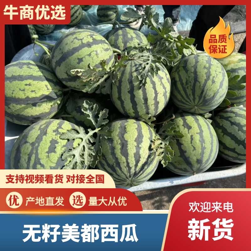 精品无籽大棚美都，产地直发货源充足，保质保量