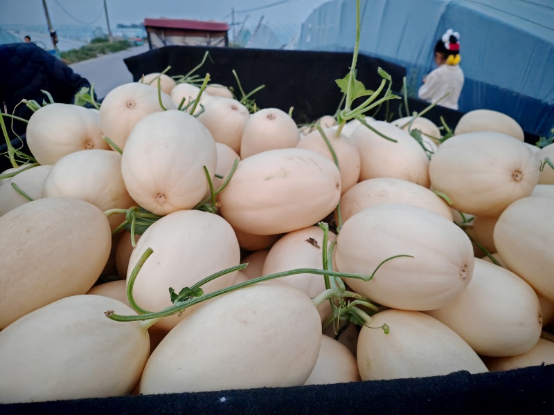 精品红金蜜脆甜多汁白皮红肉产地直发品质保证量大从优