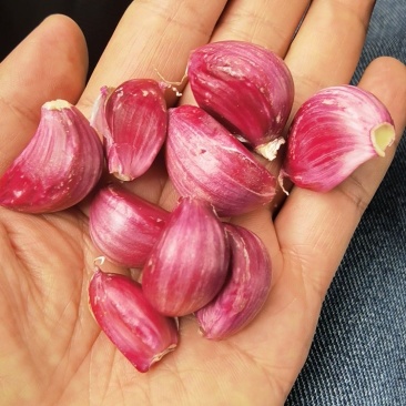 云南紫皮大蒜（干蒜）长期有货，保质保量