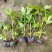 八角金盘大杯平面高度40cm，基地有量，欢迎来一亩田订购