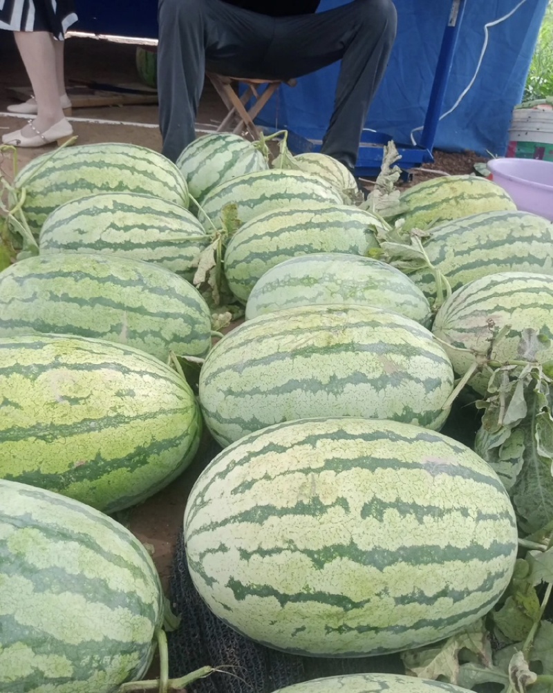 新疆金城5号大量有货现摘现发新鲜可视频看货